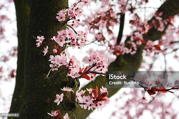 Cherry Blossoms Stock Photo - Download Image Now - Asian Culture, Beginnings, Branch - Plant Part