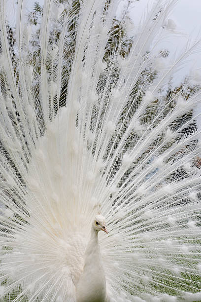 White Peacock stock photo