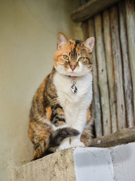 My sweet cat sitting outdoor