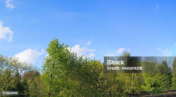 Treeline Xxl Stockfoto und mehr Bilder von Baum - Baum, Belgien, Bildhintergrund