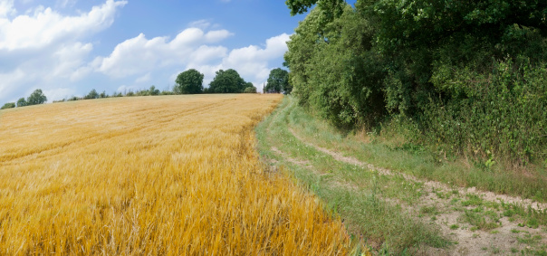 a track through fields with crops