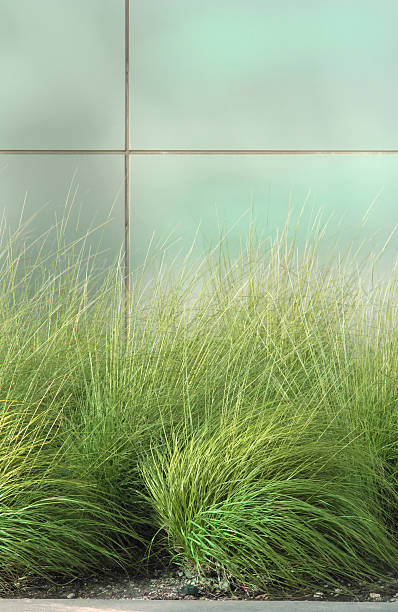 Grass plant in front of modern building. Grass planting in front of modern building. carex pluriflora stock pictures, royalty-free photos & images