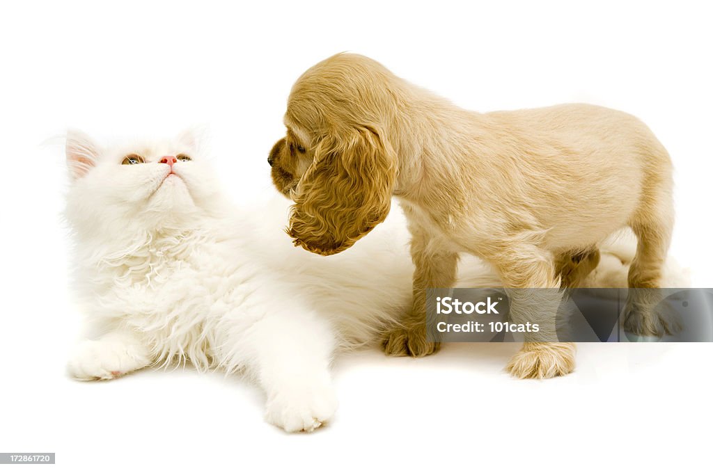 Dos amigos - Foto de stock de Abrigo para perro libre de derechos