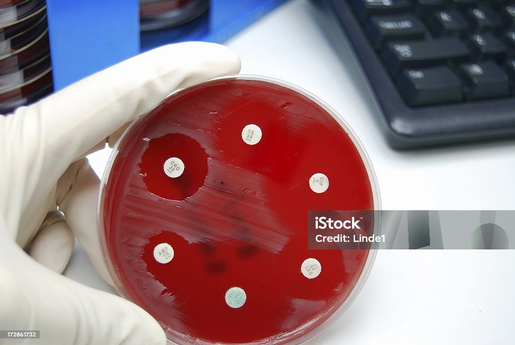 Wrażliwość na antybiotyki badania w laboratorium mikrobiologii - Zbiór zdjęć royalty-free (Szalka petriego)