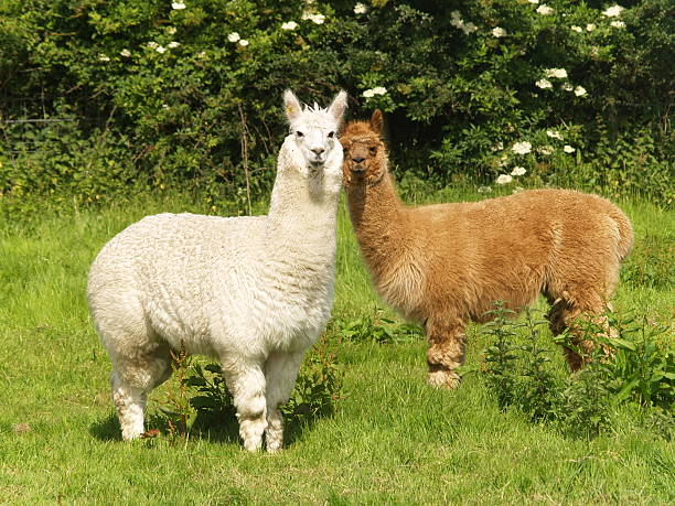 Alpacas One white and one brown alpaca brown llama on the field stock pictures, royalty-free photos & images