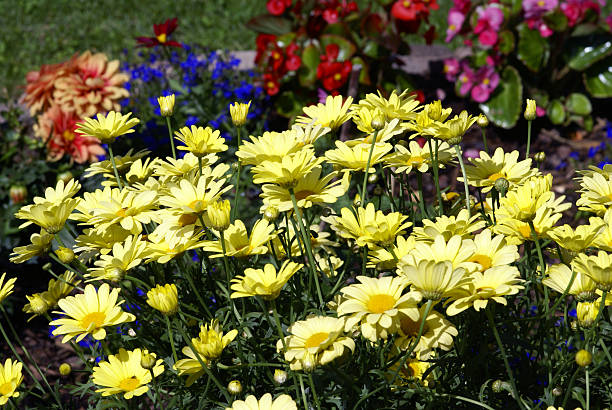 istock Yellow daisies in a flowerbed 172861933