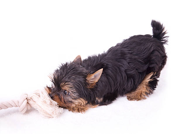 Puppy Play Newborn Yorkshire Terrier puppy dressed for Christmas with a large rawhide bone.PLEASE CLICK ON THE IMAGE BELOW TO SEE MY DOGGY LIGHTBOX PORTFOLIO: newborn yorkie puppies stock pictures, royalty-free photos & images
