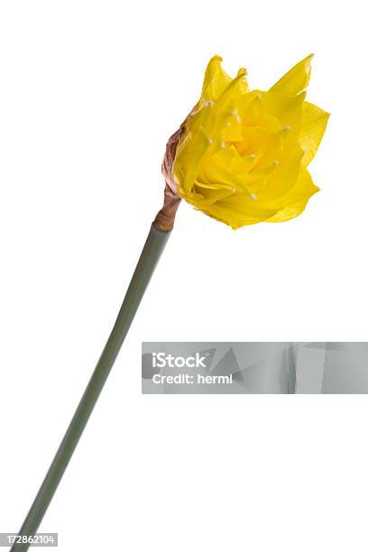 Narciso Na Primavera Amarelo Branco - Fotografias de stock e mais imagens de Abril - Abril, Amarelo, Ao Ar Livre