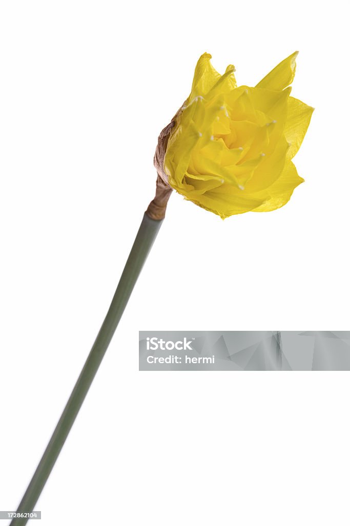 Весна желтый Нар�цисс на белом - Стоковые фото Апрель роялти-фри