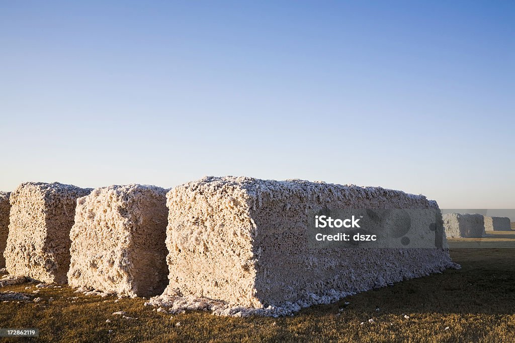 modules de produits en coton - Photo de Coton libre de droits