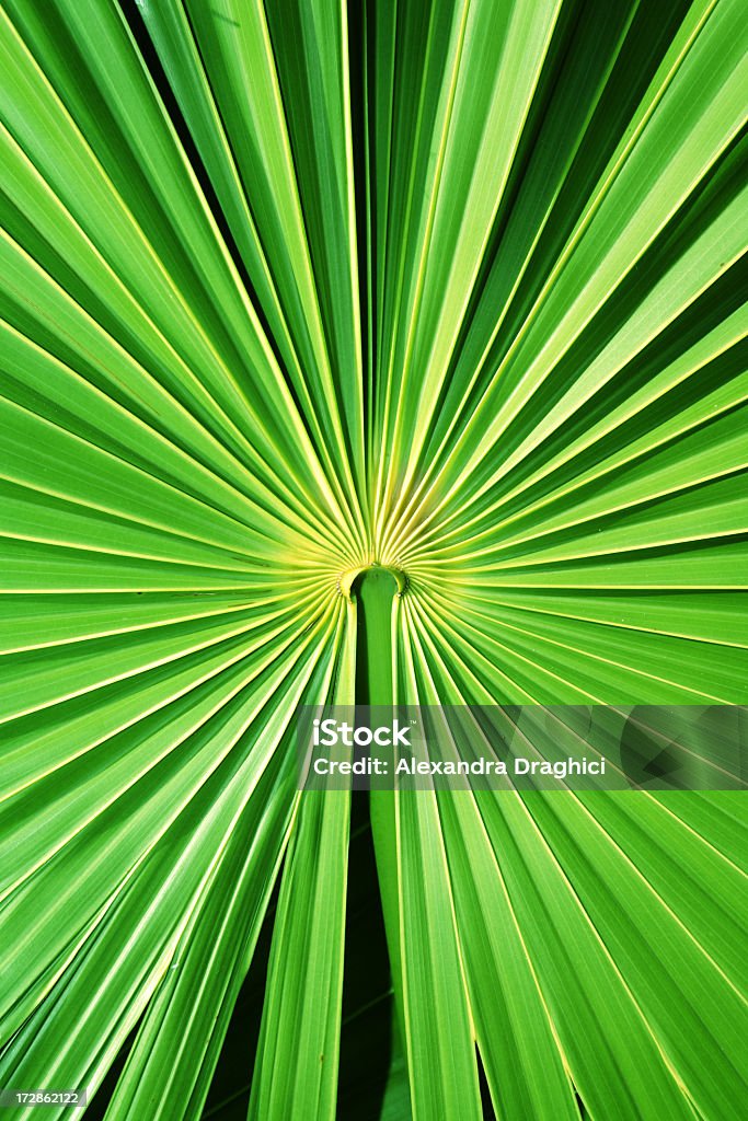 Palm leaf-detail - Lizenzfrei Baum Stock-Foto