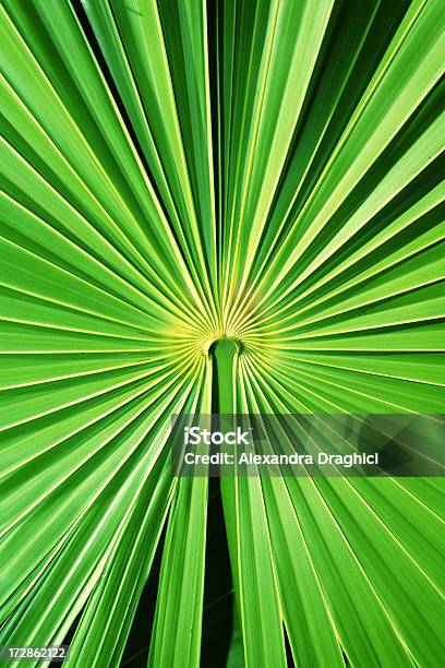 Palm Leafdetail Stockfoto und mehr Bilder von Baum - Baum, Bildhintergrund, Blatt - Pflanzenbestandteile