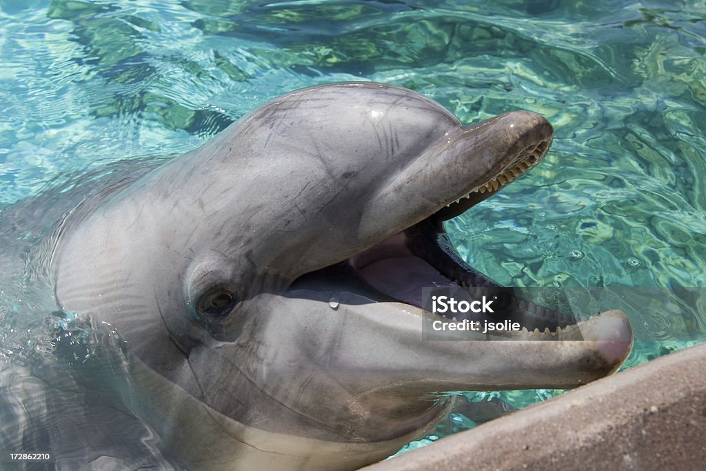 돌고래, 입 벌리기 - 로열티 프리 대서양 스톡 사진