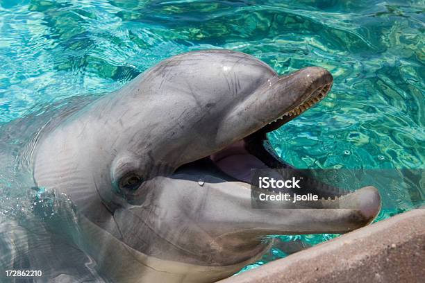 Delfin Z Otwarte Usta - zdjęcia stockowe i więcej obrazów Butlonos - Butlonos, Ocean Atlantycki, Delfin