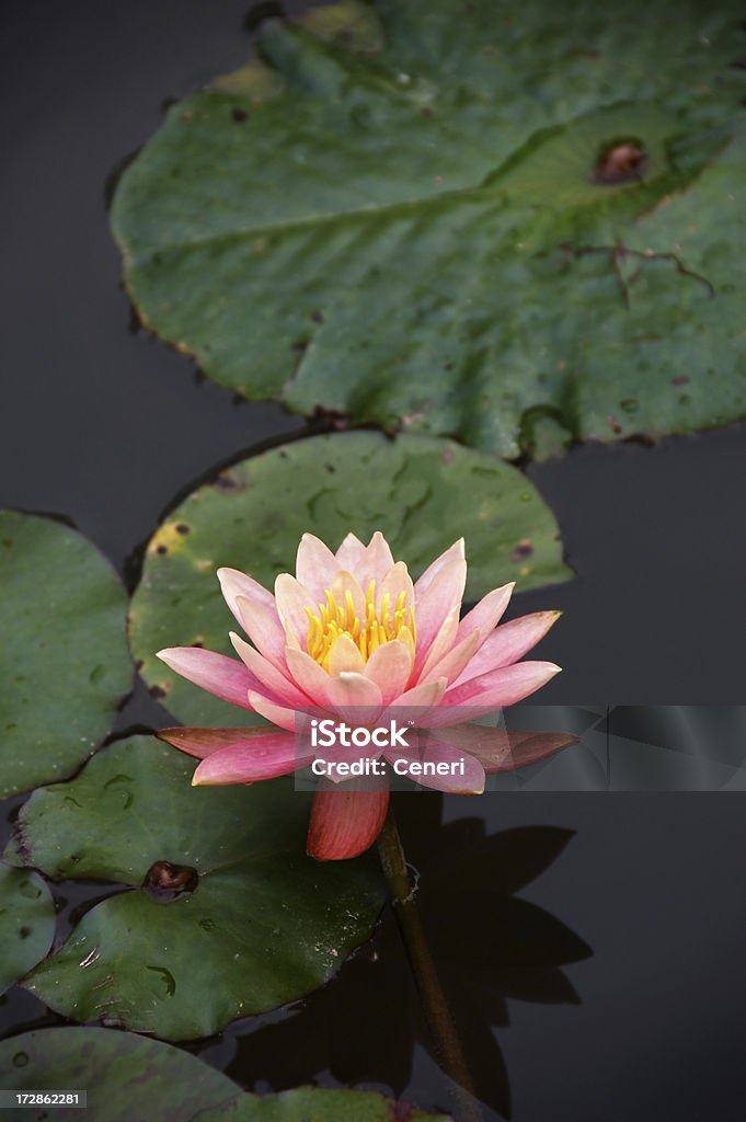 Rosa Lotusblume im Teich - Lizenzfrei Lotuswurzel Stock-Foto