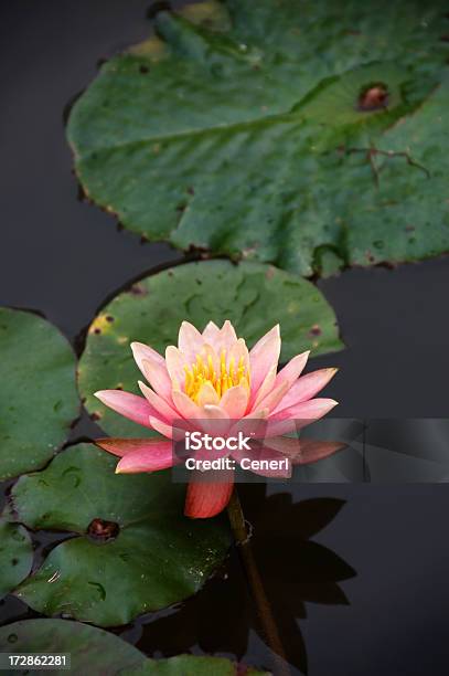 Rosa Lotusblume Im Teich Stockfoto und mehr Bilder von Lotuswurzel - Lotuswurzel, Lotus - Seerose, Rosa