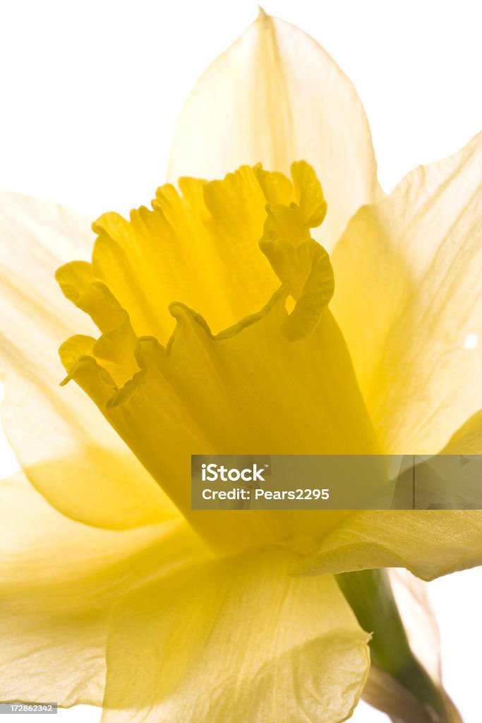 Narciso macro série - Royalty-free Amarelo Foto de stock