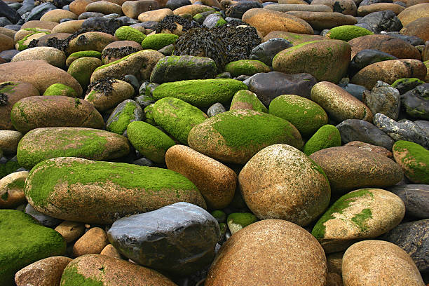 mossy boulders sulla costa - scenics coastline uk moss foto e immagini stock