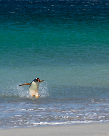 A Gentoo Penguin, Pygoscelis papua, jumping out of the South Atlantic Ocean onto the beach of Sandy Bay on Bleaker Island, Falkland Islands.