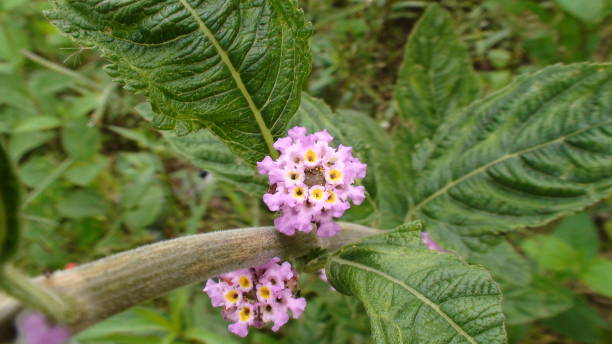 istock plant flower Lippia alba - lemon balm 1728627513