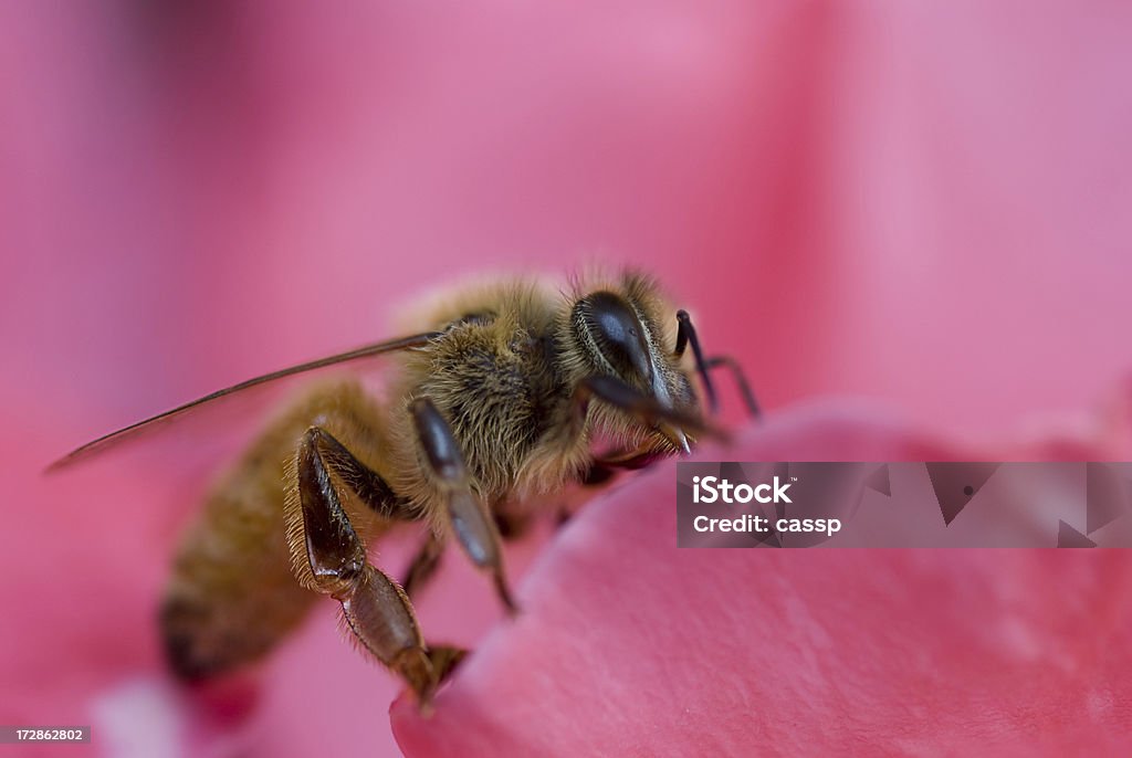Пчела на розовый - Стоковые фото Без людей роялти-фри