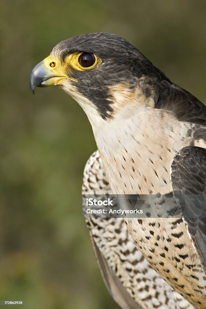 Wanderfalke - Lizenzfrei Einzelnes Tier Stock-Foto