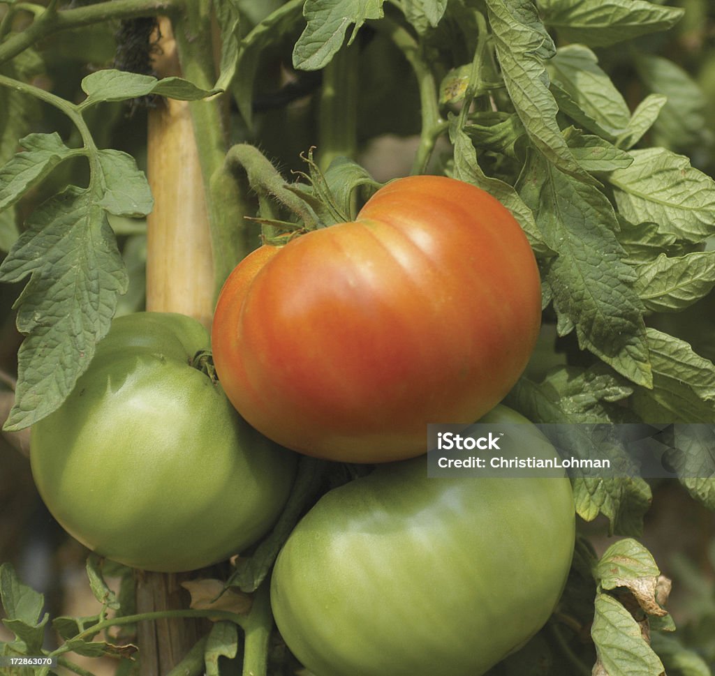Red and green tomatoes on plant Beefsteak Tomato Stock Photo