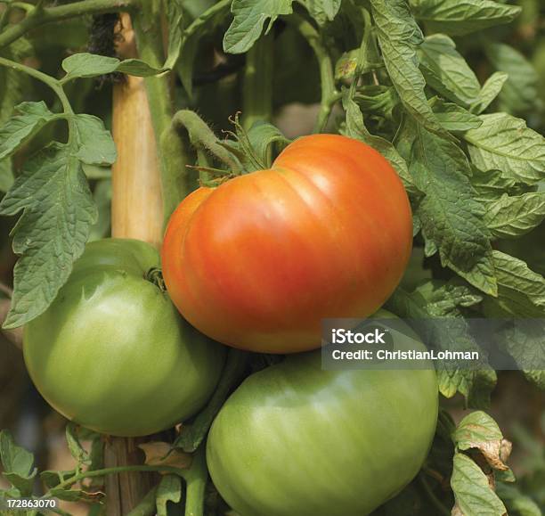 Red And Green Tomatoes On Plant Stock Photo - Download Image Now - Beefsteak Tomato, Concepts, Environment
