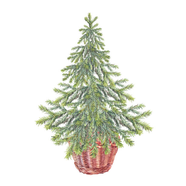 illustrazioni stock, clip art, cartoni animati e icone di tendenza di albero di natale verde acquerello e cesto isolato su sfondo bianco. abete sempreverde della foresta o pino per adesivo o carta. clipart realistica disegnata a mano per la celebrazione di capodanno o carta da parati avvolgente - christmas branch pine tree evergreen tree