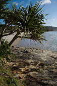 pandanus.jpg?b=1&s=170x170&k=20&c=2sAwuey27_FwkssqZDH82xHImjUu8uYknzj2vM5qzkk=
