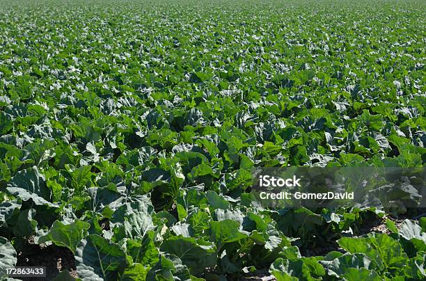 Cavolfiore Campo - Fotografie stock e altre immagini di Alimentazione sana - Alimentazione sana, Ambientazione esterna, California