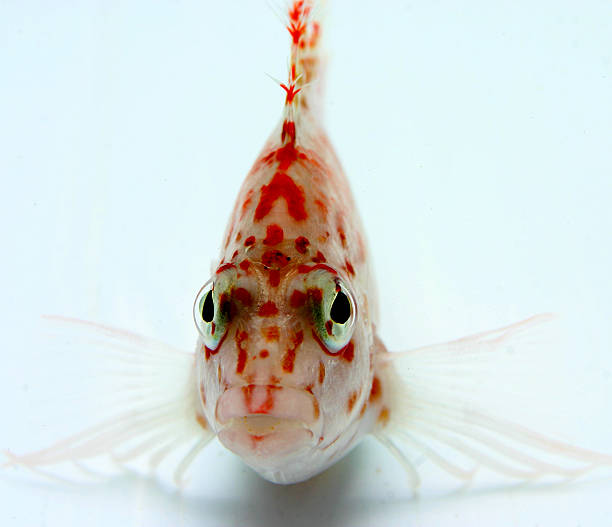 fish face stock photo