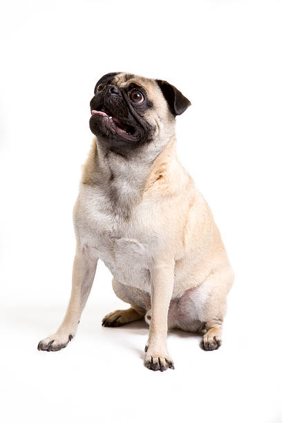 istock Pug looking up to the right 172863567