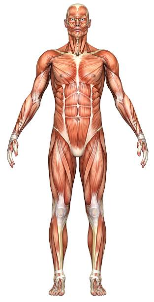 istock Illustration of a male human body's muscle system 172863644