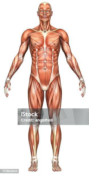 Foto de Corpo Humano De Um Homem Com Os Músculos e mais fotos de stock de Vista Frontal - Vista Frontal, Anatomia, Músculo Abdominal