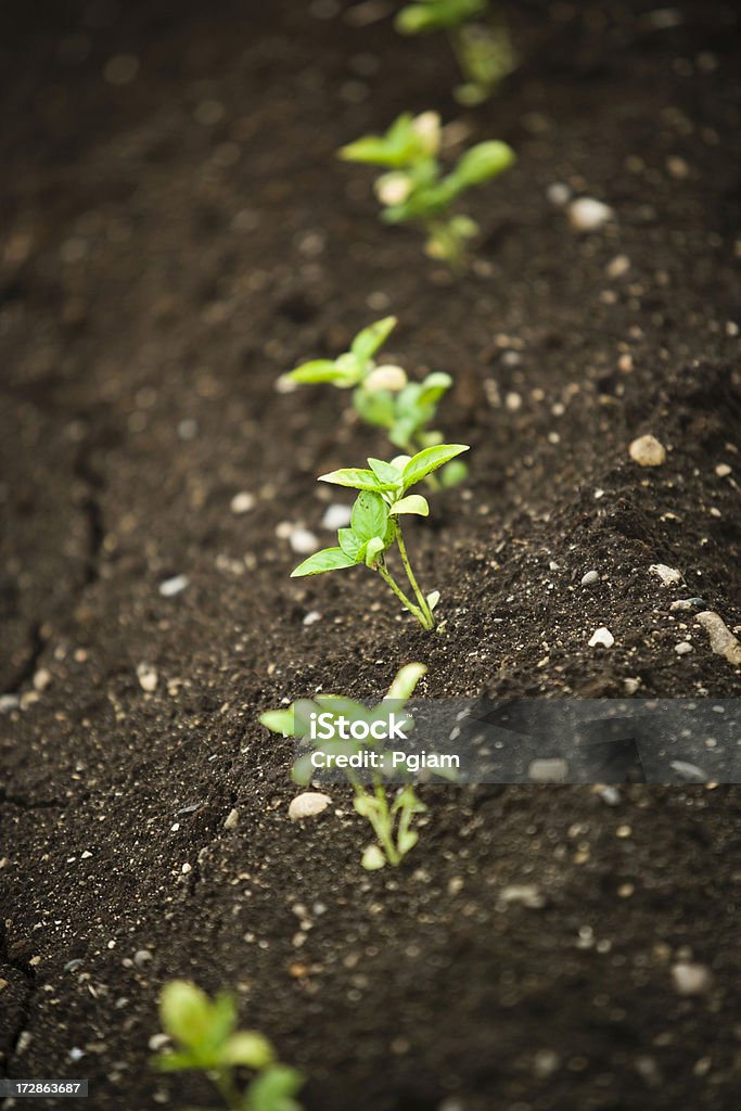 Pflanzen wachsen auf einer farm. - Lizenzfrei Agrarbetrieb Stock-Foto