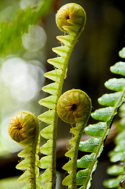 Young Fern Fronds Three growing fronds.  Focus on the central frond. koru pattern stock pictures, royalty-free photos & images