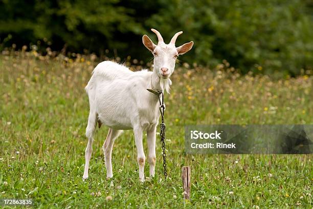 Cabra Foto de stock y más banco de imágenes de Agricultura - Agricultura, Aire libre, Ajardinado