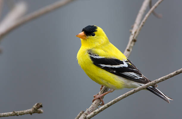 pinzón dorado americano-macho - finch fotografías e imágenes de stock