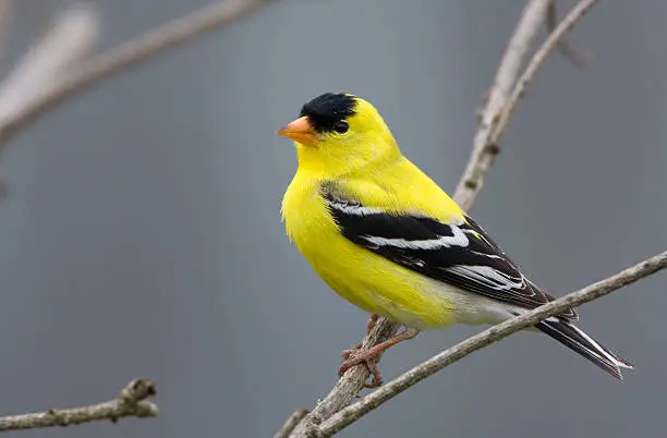 Photo of American Goldfinch - Male