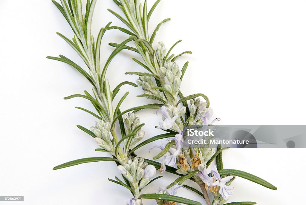 Свеже�го розмарина (Rosmarinus officinalis) на белом - Стоковые фото Ароматический роялти-фри