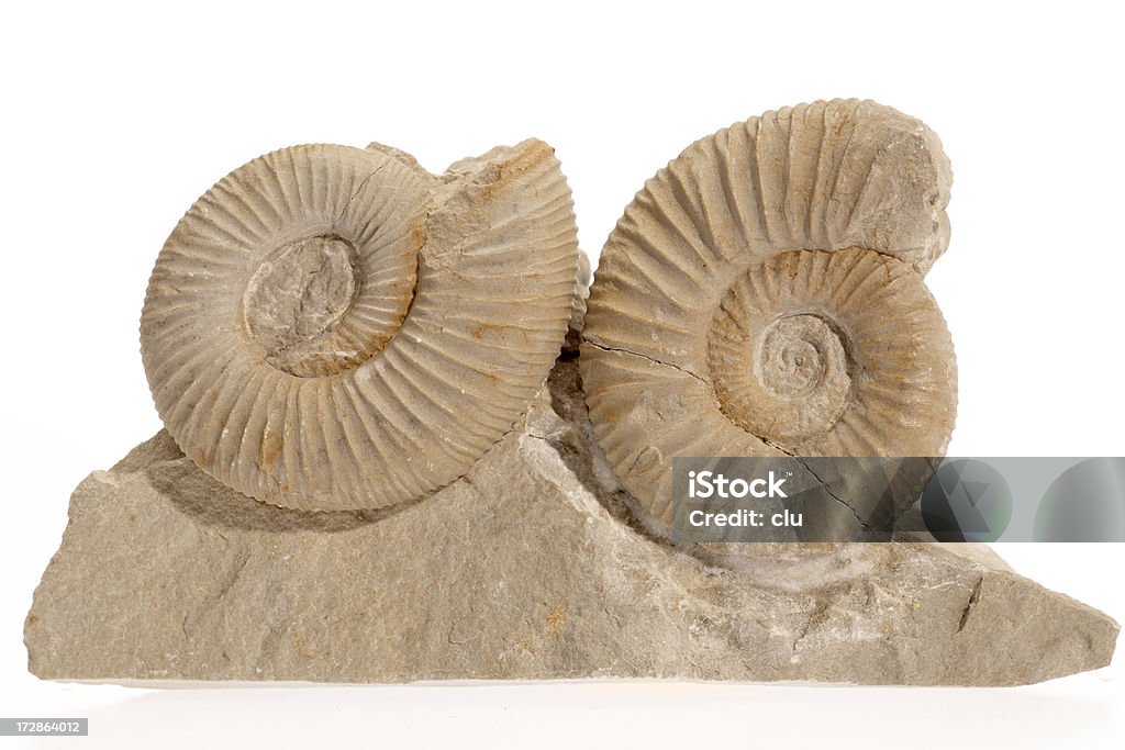 Dos ammonites sobre un fondo blanco piedra Foto de estudio - Foto de stock de Amonites libre de derechos