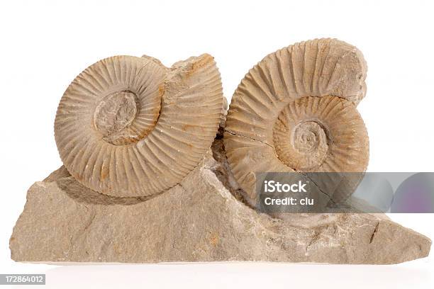 Dos Ammonites Sobre Un Fondo Blanco Piedra Foto De Estudio Foto de stock y más banco de imágenes de Amonites