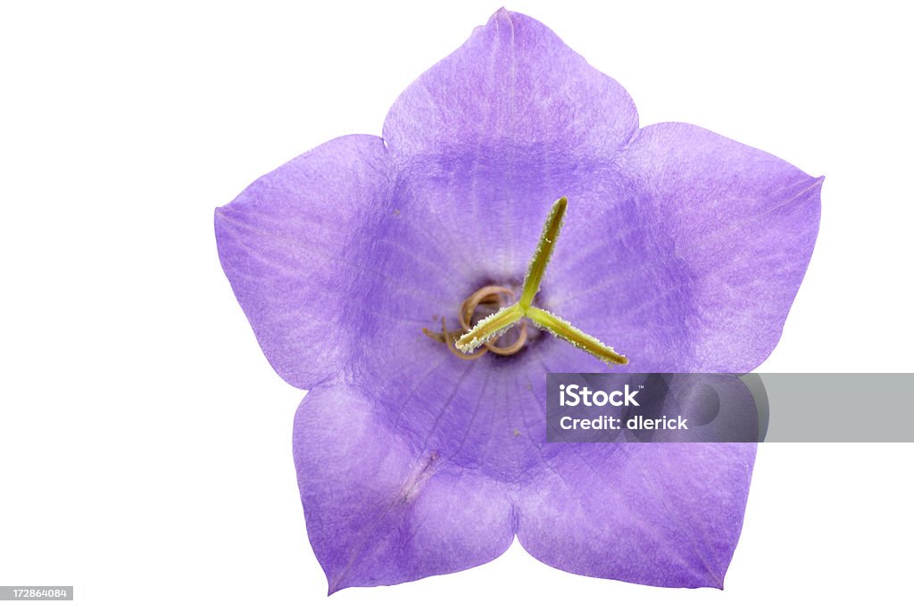 Single purple balloon flower against a white background Balloon flower isolated on white with  clipping path Balloon Flower Stock Photo