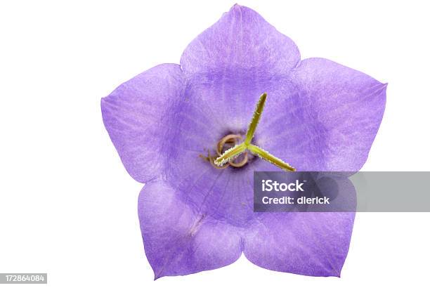 Single Purple Balloon Flower Against A White Background Stock Photo - Download Image Now