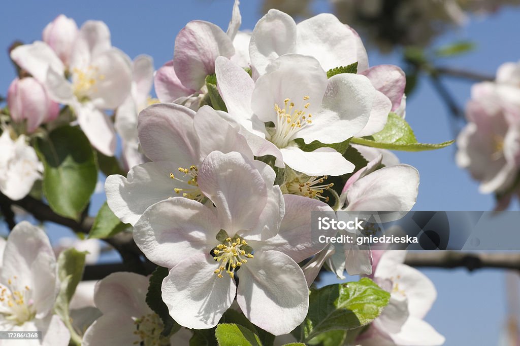 Flor de macieira - Royalty-free Beleza natural Foto de stock