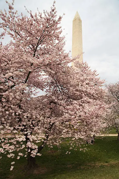 The Washington Monument stands majestically above a flowering cherry tree.