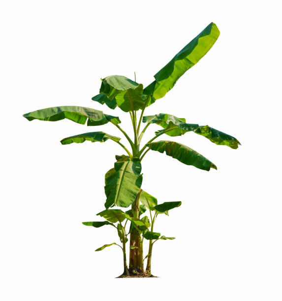 banana tree isolated on white background with clipping paths for garden design.economic crops of tropical countries are gaining popularity. - palm leaf branch leaf palm tree imagens e fotografias de stock