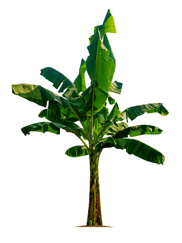 Banana tree isolated on white background with clipping paths for garden design.Economic crops of tropical countries are gaining popularity.