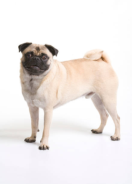 Pug standing and smiling stock photo